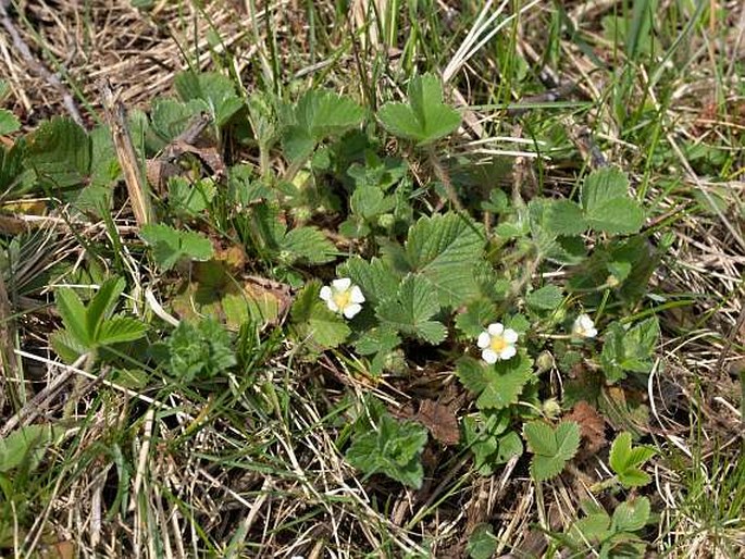 Potentilla sterilis