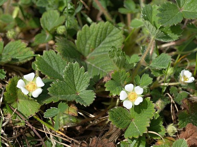 POTENTILLA STERILIS (L.) Garcke – mochna jahodovitá / nátržník jahodovitý