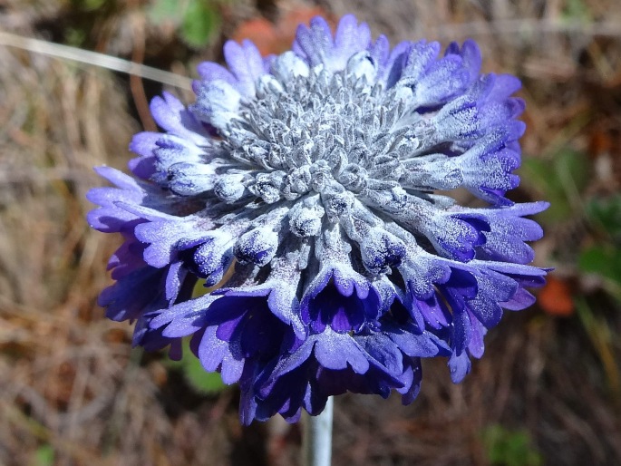 PRIMULA CAPITATA Hook. – prvosenka / prvosienka