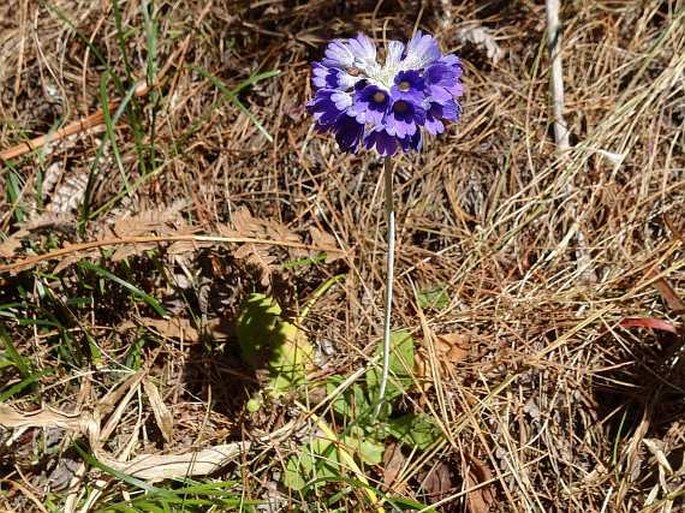 Primula capitata