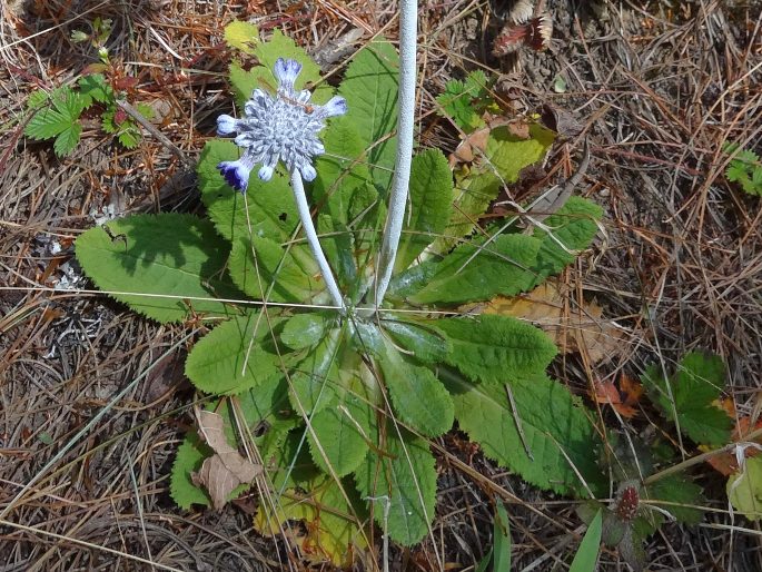 Primula capitata