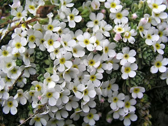 Primulaceae