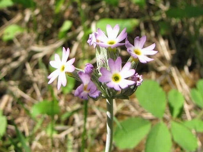 Primula incana