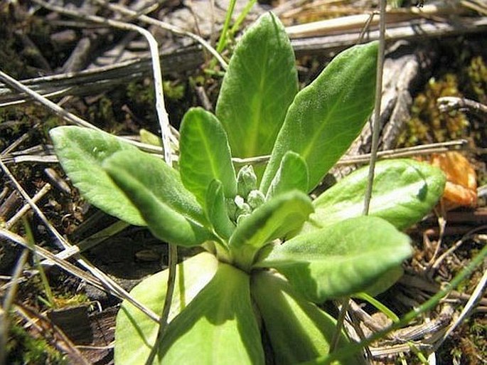 Primula incana