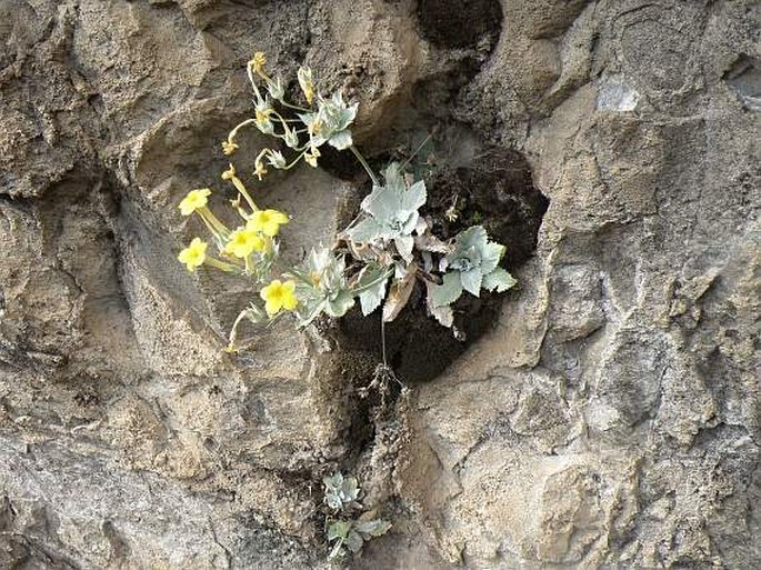 Primula verticillata subsp. simensis