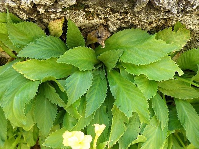 Primula verticillata subsp. simensis