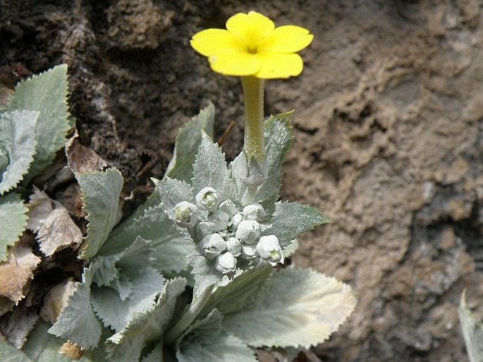 Primula verticillata subsp. simensis