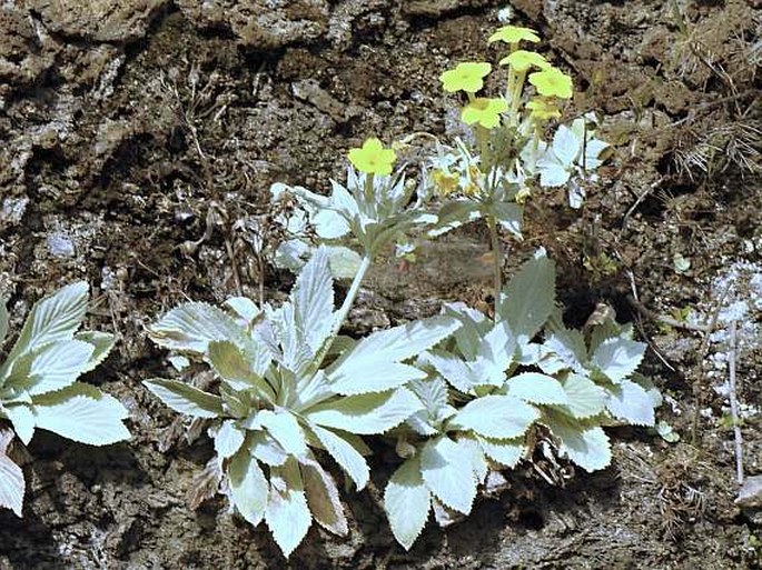 Primula verticillata subsp. simensis