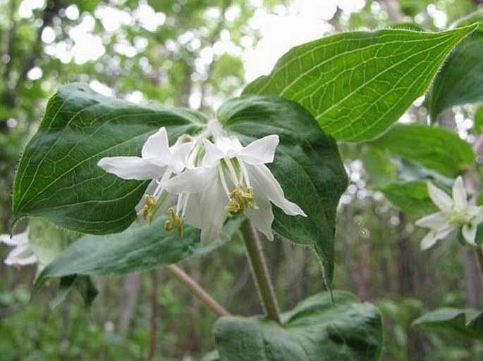 Prosartes trachycarpa