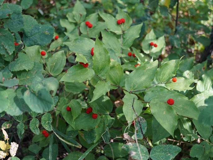 Prosartes trachycarpa