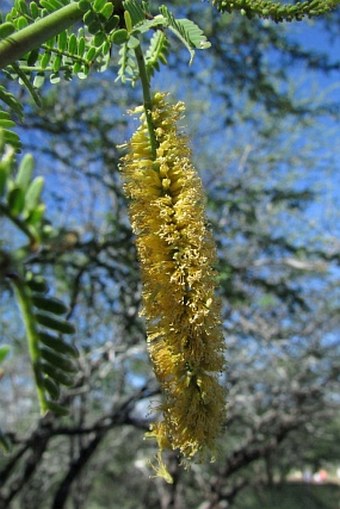 Prosopis pallida