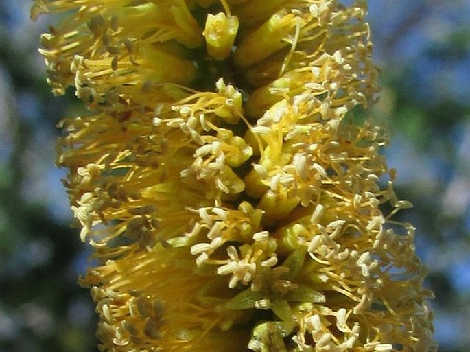 Prosopis pallida