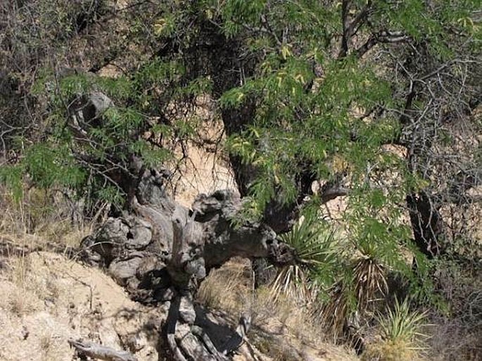 Prosopis velutina