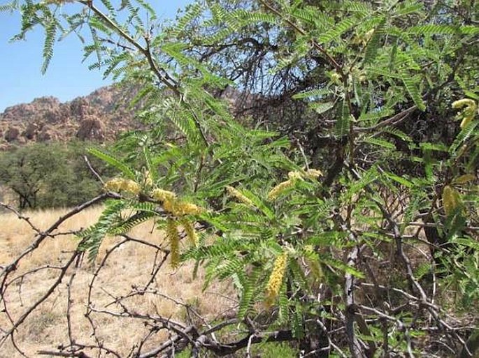 Prosopis velutina