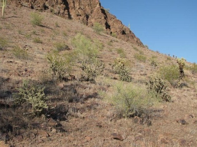 Prosopis velutina