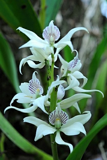 Prosthechea chacaoensis