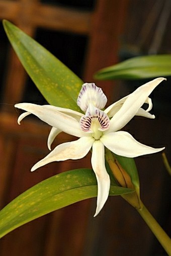 Prosthechea chacaoensis