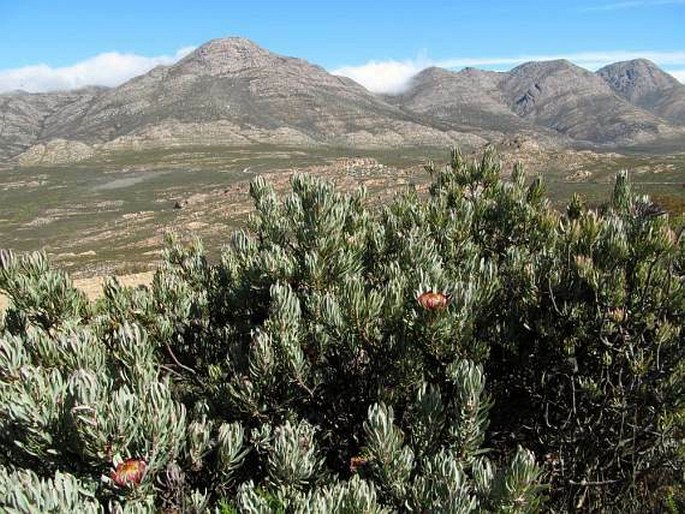 Protea canaliculata