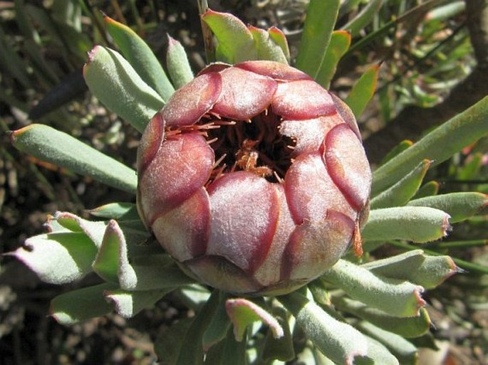 Protea canaliculata