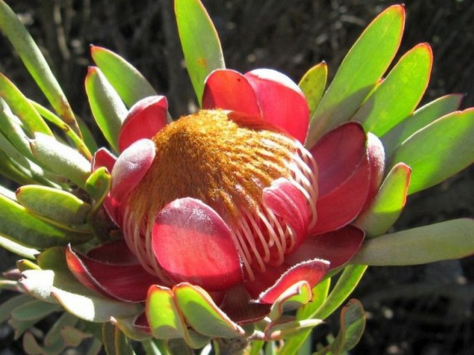 Protea canaliculata