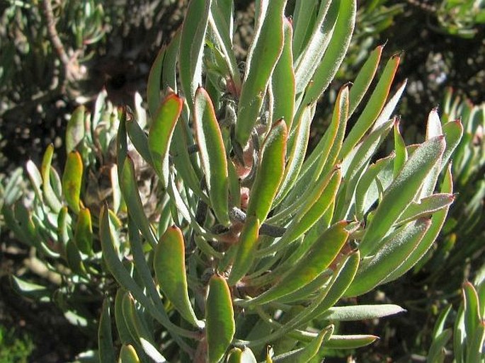 Protea canaliculata