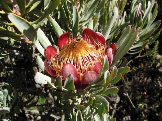 Protea canaliculata