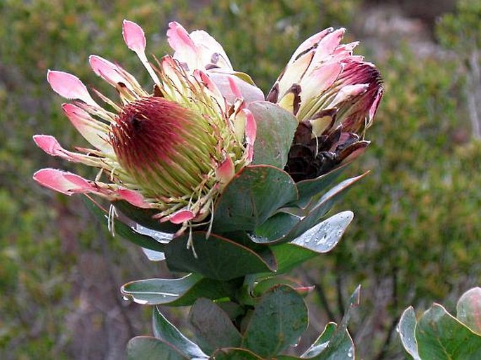 Protea compacta