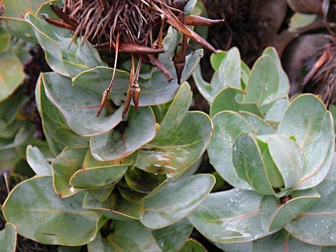 Protea compacta