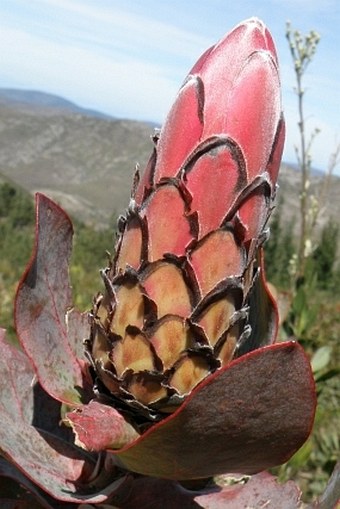 Protea eximia