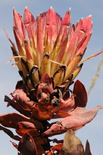 Protea eximia