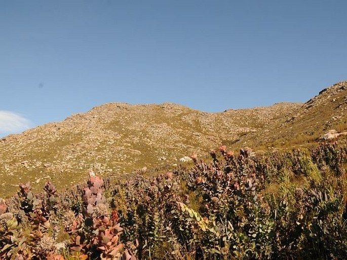 Protea eximia