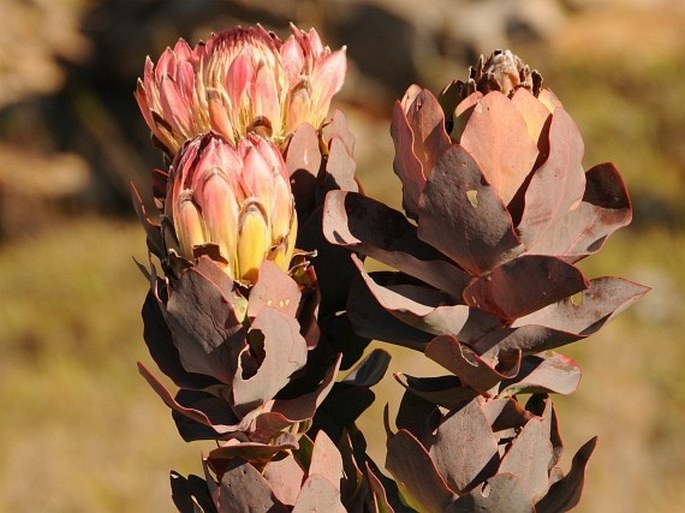 Protea eximia