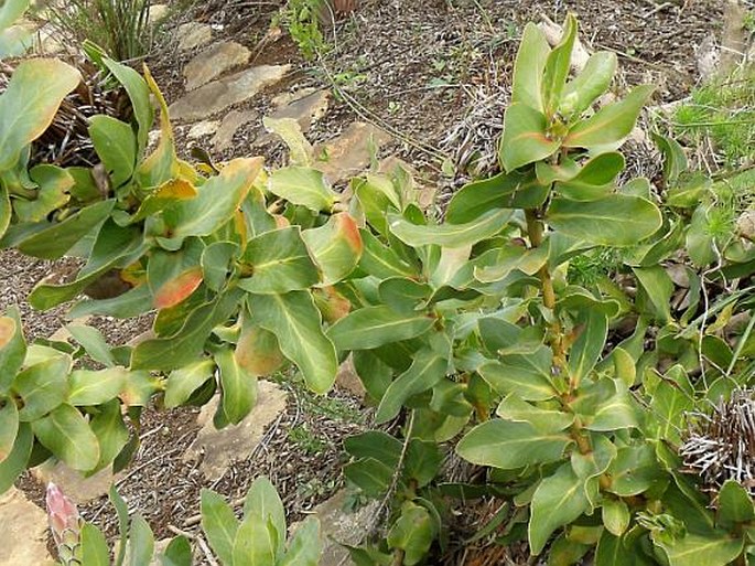 Protea lacticolor