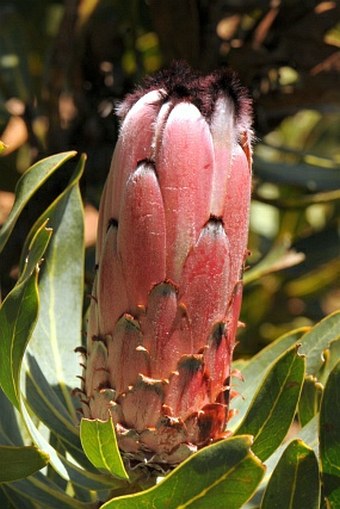 Protea laurifolia