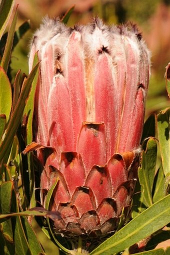 Protea laurifolia