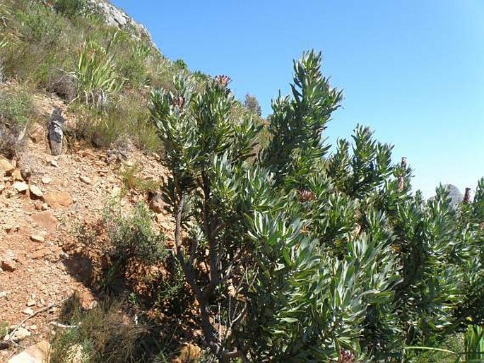 Protea laurifolia