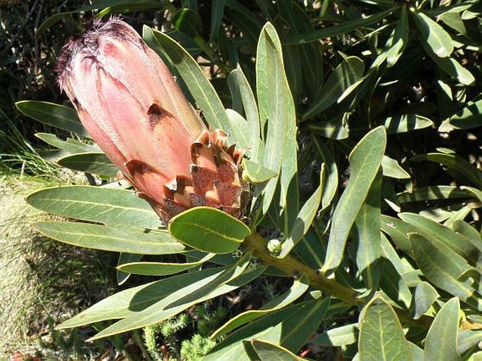 Protea laurifolia