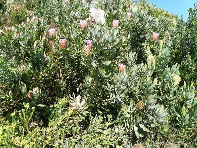 Protea laurifolia