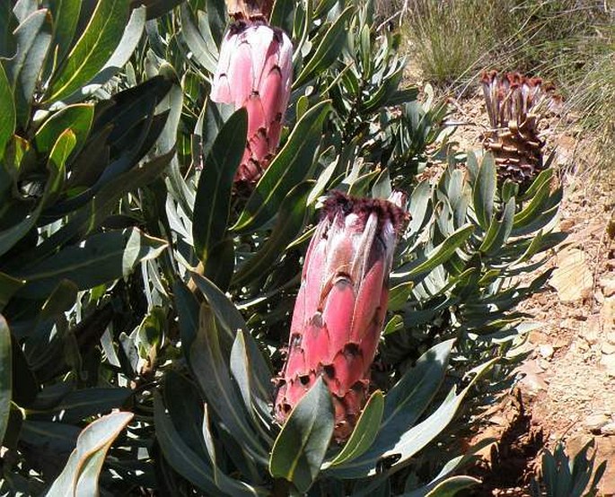 Protea laurifolia