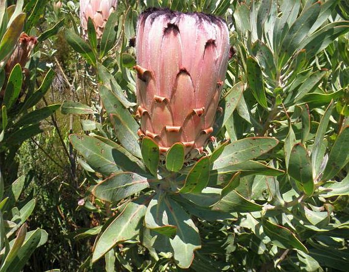 Protea laurifolia