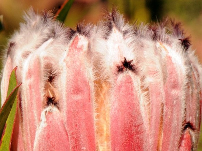 Protea laurifolia