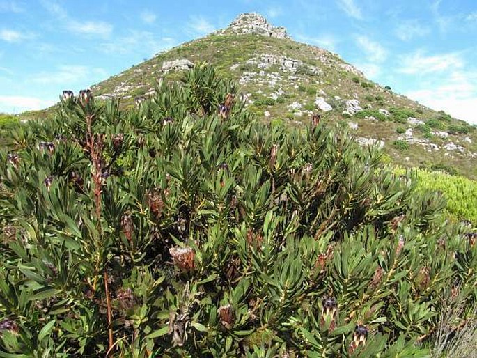 Protea lepidocarpodendron