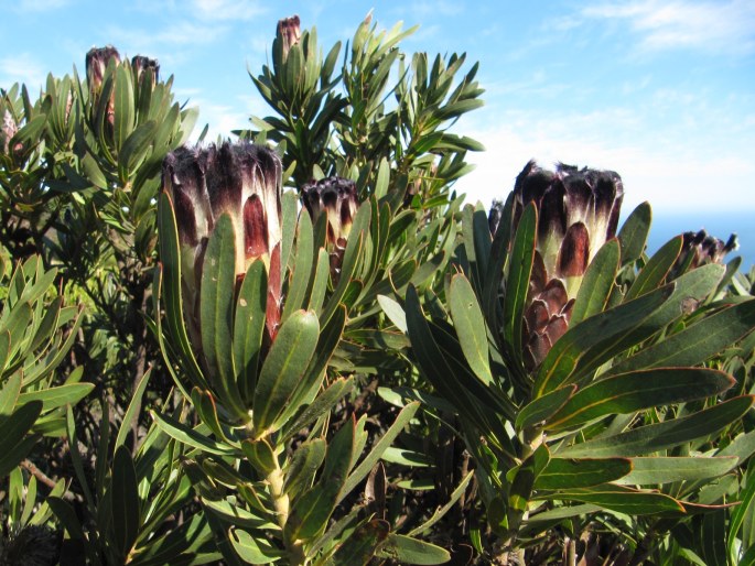 Protea lepidocarpodendron