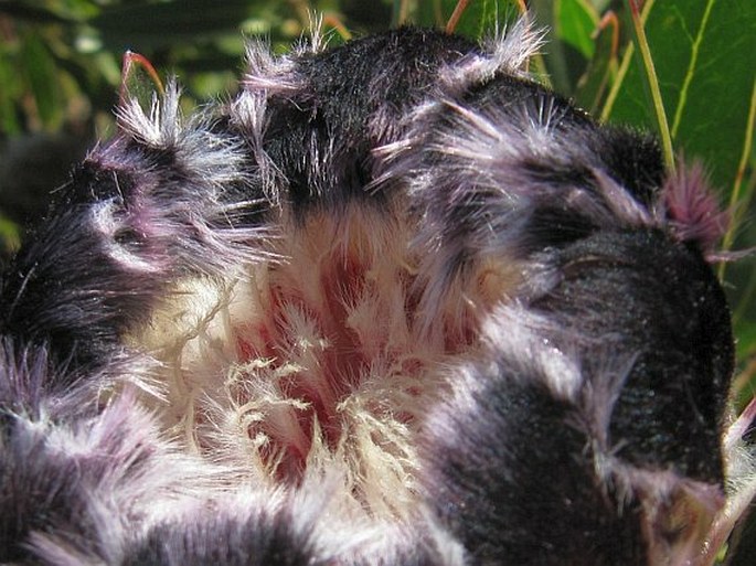 Protea lepidocarpodendron