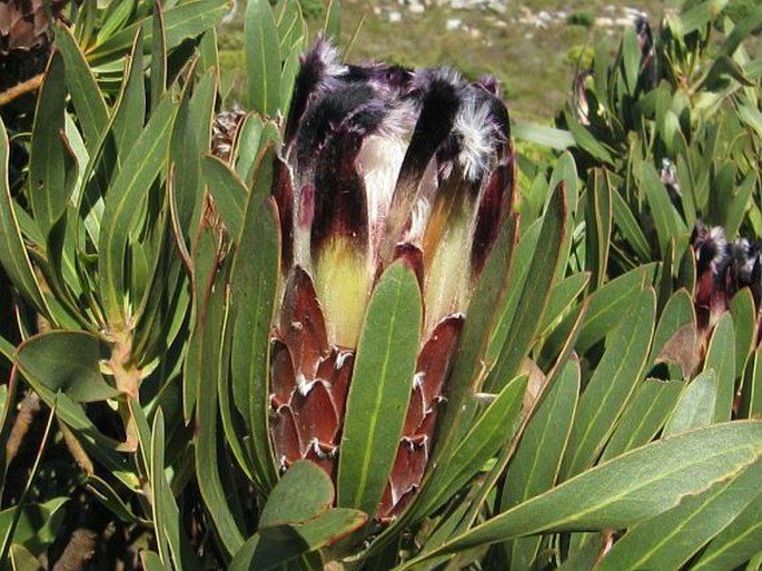 Protea lepidocarpodendron