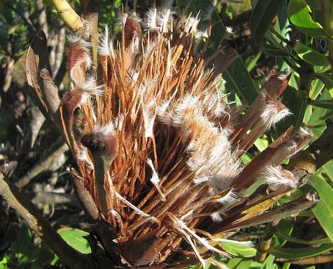 Protea lepidocarpodendron