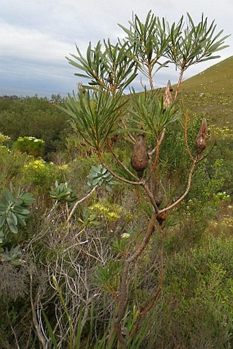 Protea longifolia