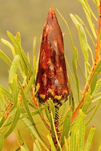 Protea longifolia