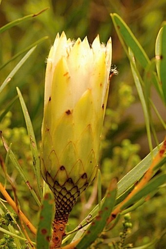 Protea longifolia