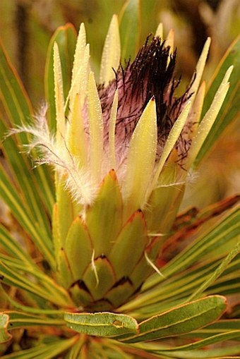 Protea longifolia